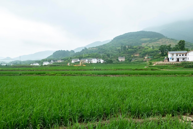 Idyllische Landschaft Reisterrassen im ländlichen China