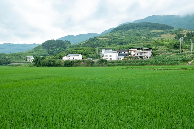 Idyllische Landschaft Reisterrassen im ländlichen China