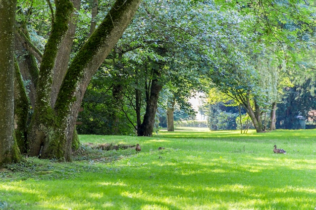 idyllische Parklandschaft