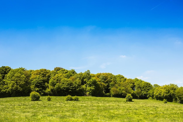 Idyllische Waldlandschaft im Sommer