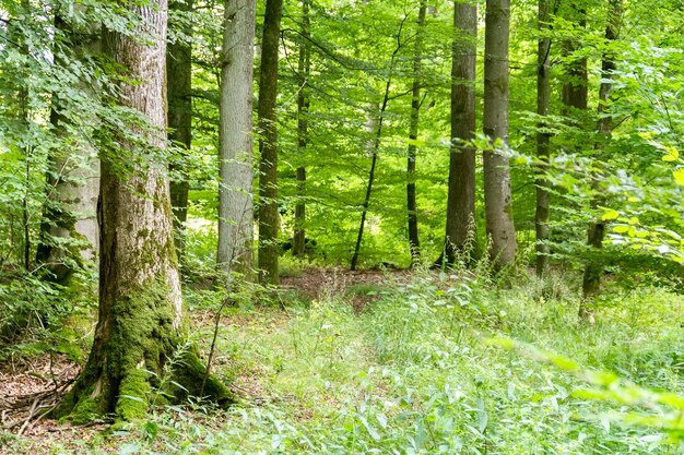 idyllische Waldlandschaft