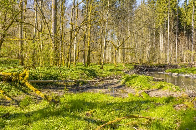 idyllische Waldlandschaft