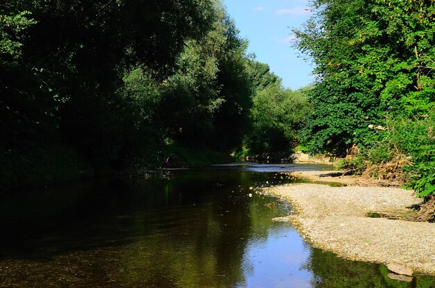 Idyllischer Bach in der Natur