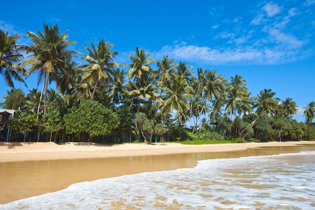 Idyllischer Strand. Sri Lanka