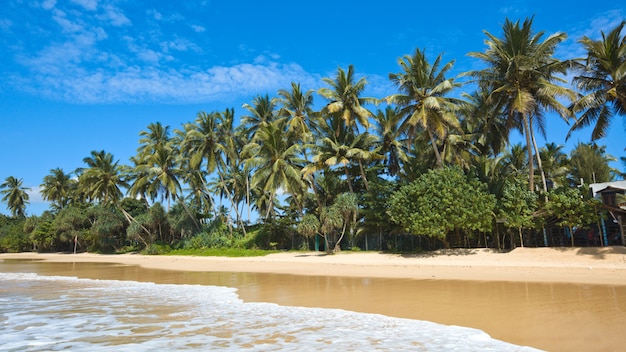 Idyllischer Strand. Sri Lanka