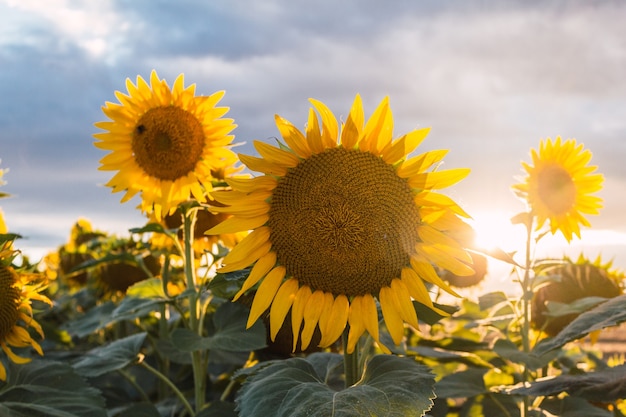 Idyllisches Bild von Sonnenblumen mit einem sehr hellen Gelb mit dem Sonnenuntergang