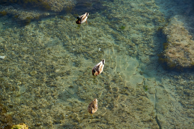 Ifach Penon-Ansicht von Moraira-Sonnenuntergang mit Enten