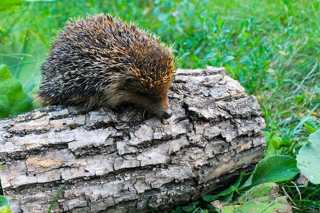 Igel auf dem Baumstamm