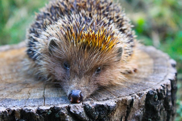 Igel auf dem Baumstamm