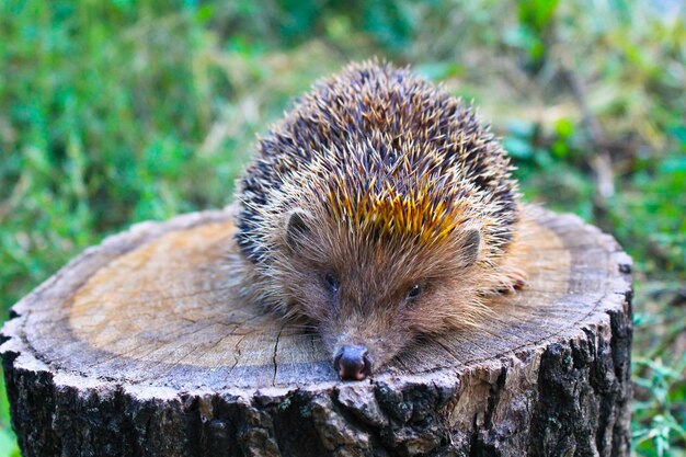 Igel auf dem Baumstamm