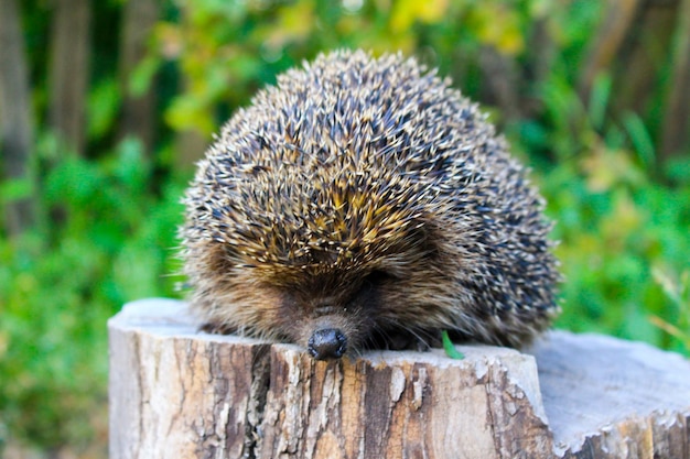 Igel auf dem Baumstamm