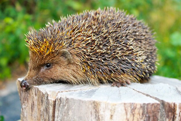 Igel auf dem Baumstamm