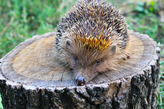 Igel auf dem Baumstamm