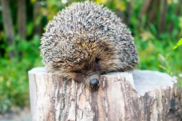 Igel auf dem Baumstamm