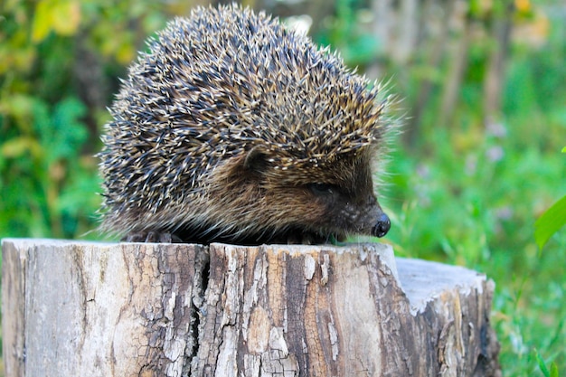 Igel auf dem Baumstamm