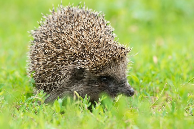 Igel auf dem Rasen