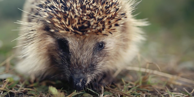 Igel auf der Grasmakroschnauze