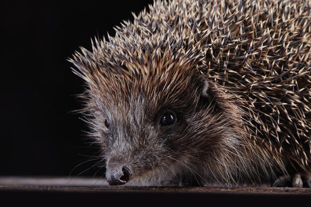 Igel auf einem dunklen, sauberen Hintergrund