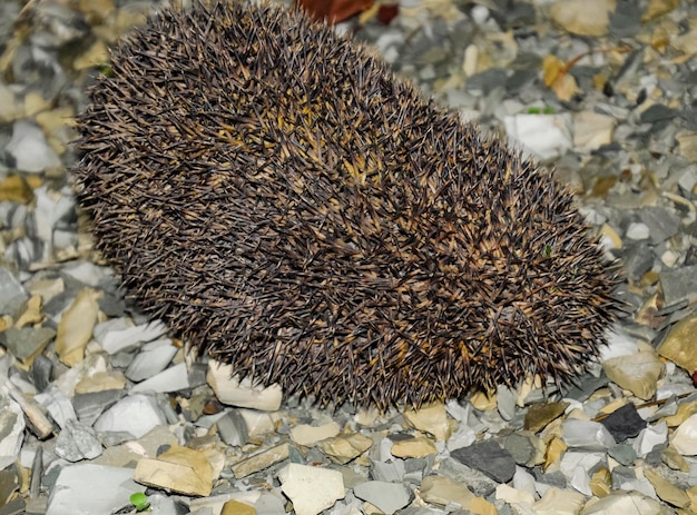 Igel auf einem Trümmerhaufen Igel in einen Ball gekrümmt