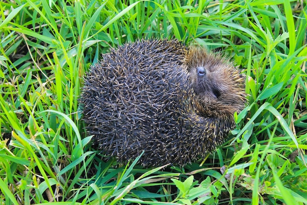 Igel auf grünem Gras