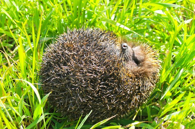 Igel auf grünem Gras