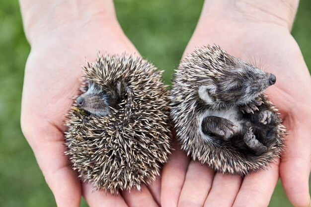 Igel auf hand halten