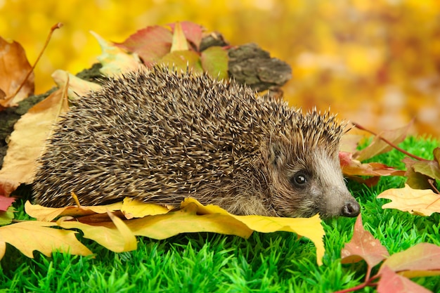 Igel auf Herbstlaub im Wald