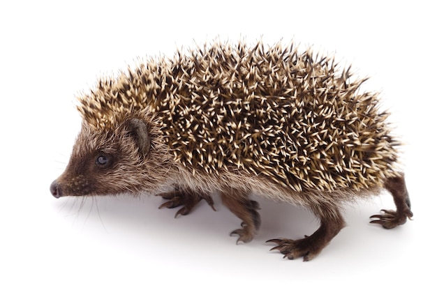 Igel auf Weiß