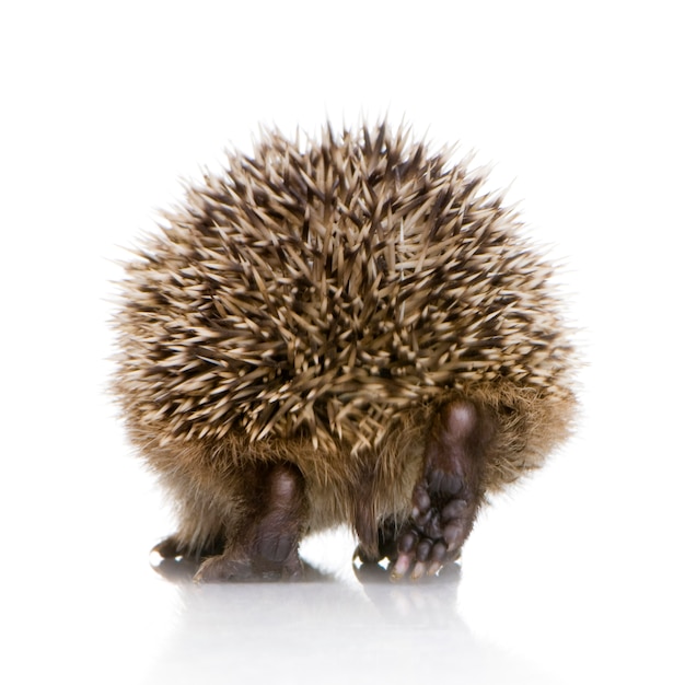 Igel auf Weiß