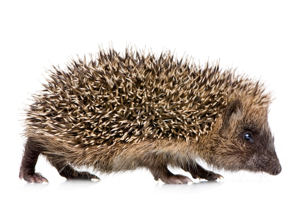 Igel auf Weiß