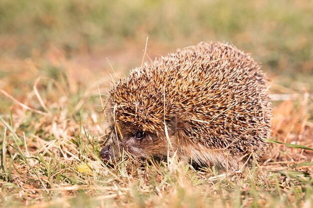 Igel, der auf einem Feld geht