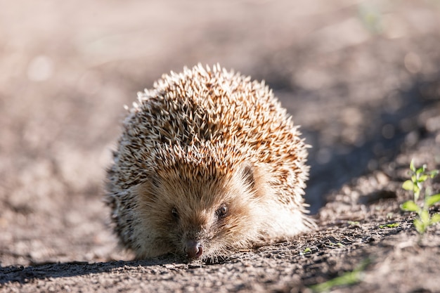 Igel, der in der Sonne auf dem grünen Gras auf dem Rasen liegt