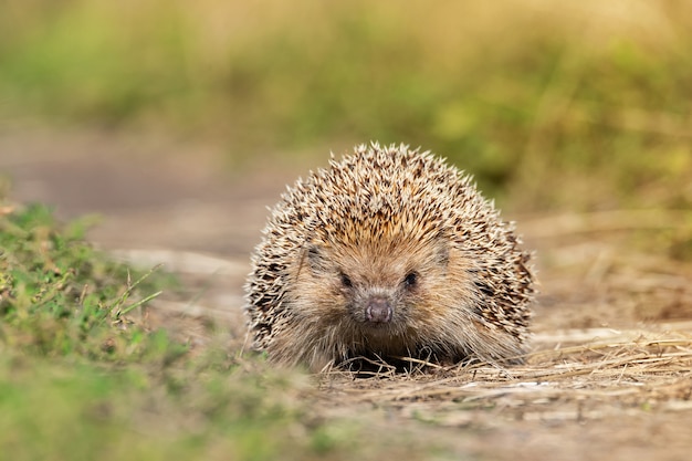 Igel, der in der Sonne auf dem grünen Gras auf dem Rasen liegt