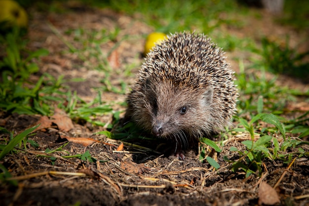 Foto igel im garten gefilmt im kuban