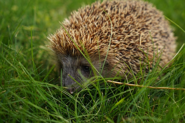 Igel im Garten