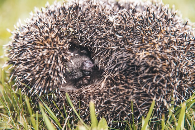 Igel im Gras, Nahaufnahme, zusammengerollt zu einer Kugel