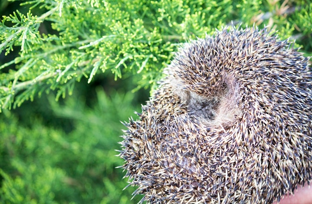 Foto igel im gras