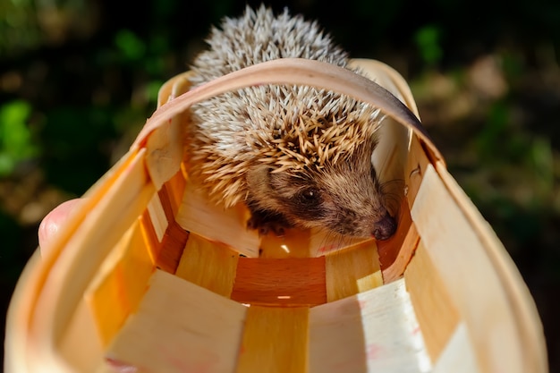 Igel in einem kleinen Korb mit Beeren