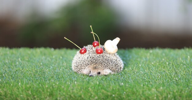 Igel in seiner natürlichen Umgebung auf grünem Gras