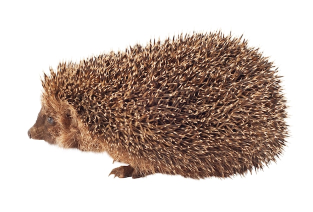 Igel isoliert auf weißem Hintergrund