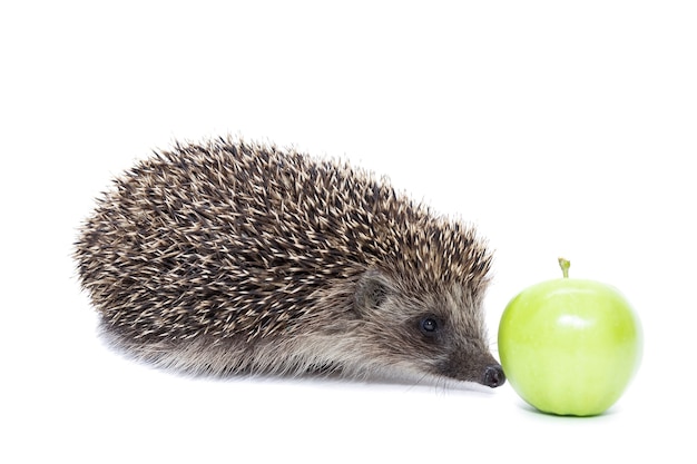 Igel mit Apfel lokalisiert auf weißem Hintergrund. Makro, Nahaufnahme