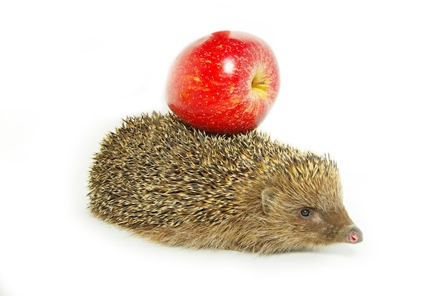 Igel und Apfel lokalisiert auf Weiß