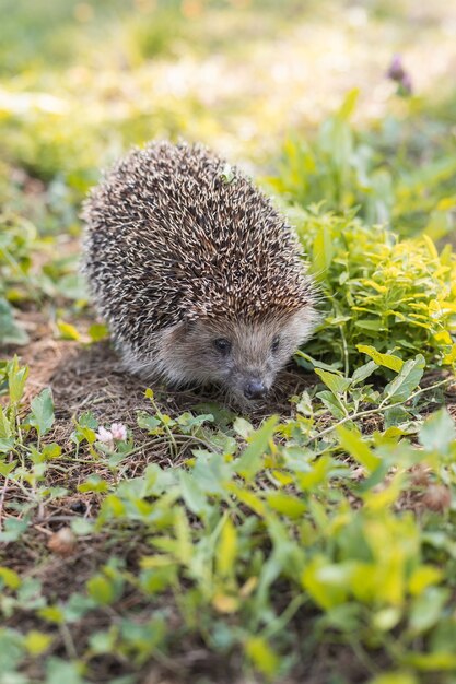 Igel (wissenschaftlicher Name: Erinaceus Europaeus) Nahaufnahme eines wilden, einheimischen, europäischen Igels, der nach rechts im natürlichen Gartenlebensraum auf grünem Rasen steht. Horizontal. Platz für Kopie.