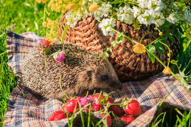 Igeles im Gras mit Erdbeeren auf dem Hintergrund einer Korbflechtweide