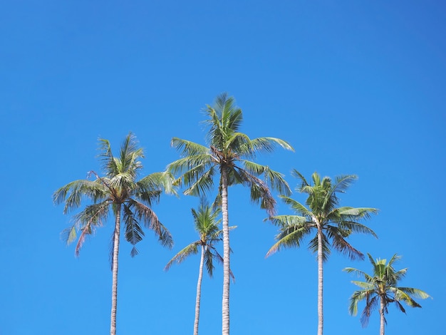 Igh cocotero sobre fondo de cielo azul claro