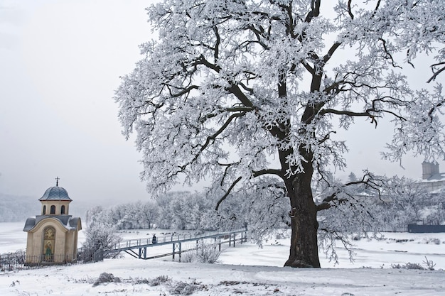 Iglesia y árbol en el campo cubierto de nieve
