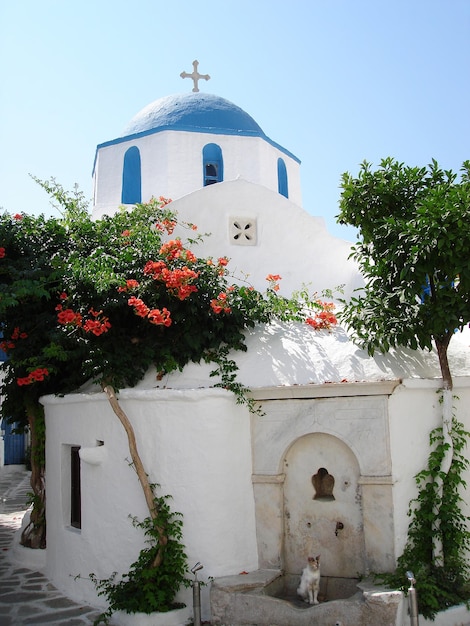 Iglesia griega tradicional con cúpula en Paros, con flores de buganvilla. Islas griegas.