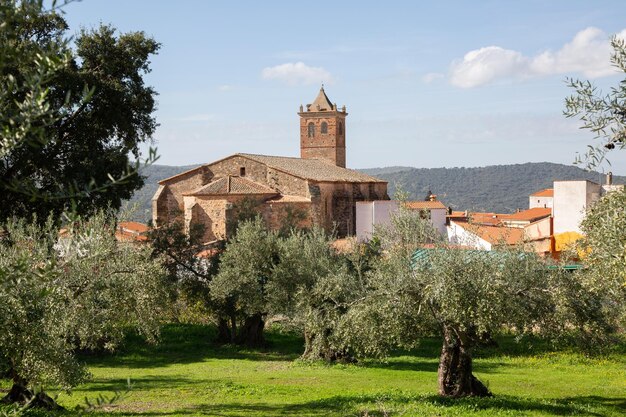 Iglesia con olivo en Berzocana, Cáceres, España