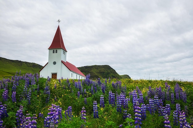 Iglesia rodeada de flores de lupino florecientes en Vik Islandia