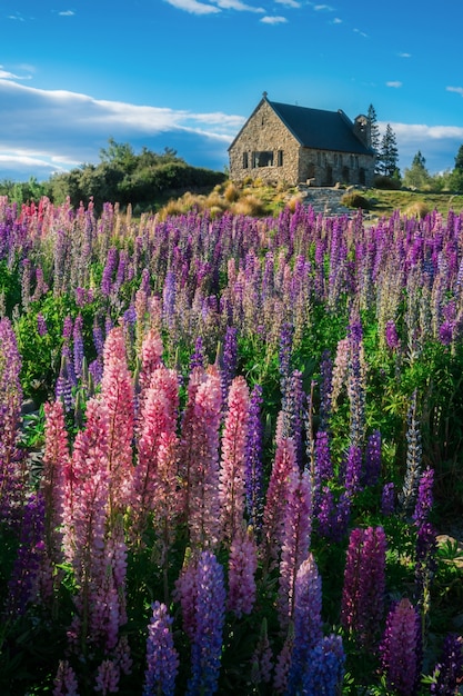 Igreja do Bom Pastor e Lupin Field, Lake Tekapo